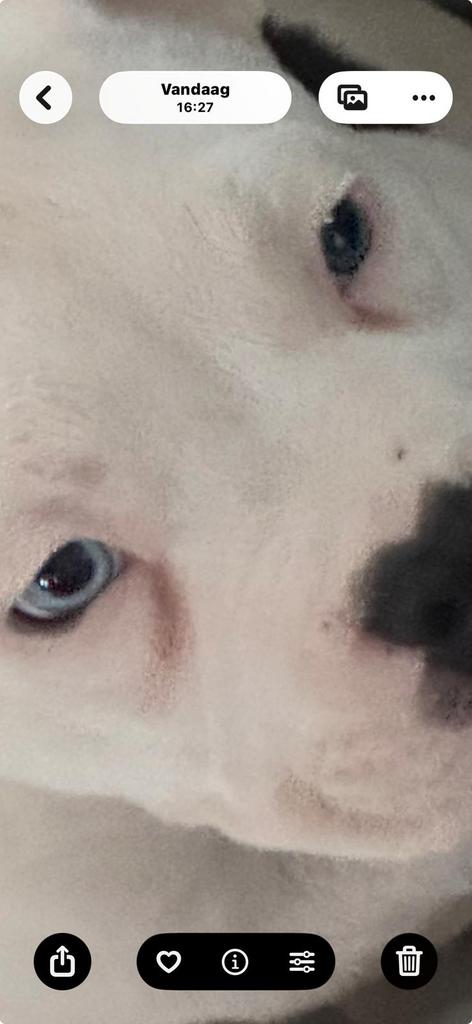 FORSE ODD EYE POCKET BULLY PUP met stamboom ABKC, Overige rassen, 8 tot 15 weken, Meerdere, Meerdere dieren