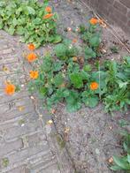 7 stekken van Geum, Tuin en Terras, Ophalen, Overige soorten, Volle zon