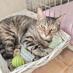 ACE: Bella is op zoek naar een liefdevolle familie, Dieren en Toebehoren, Katten en Kittens | Overige Katten, Poes, Kortharig