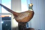 opgezette fazant b, Verzamelen, Dierenverzamelingen, Ophalen of Verzenden, Vogel, Opgezet dier