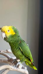 Dubbele geelkop amazone, Mannelijk, Papegaai, Tam