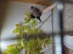 Opzoek naar koppel charcoal zebravinken, Dieren en Toebehoren, Meerdere dieren