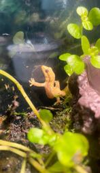 Rouwgekko jong, Dieren en Toebehoren, Reptielen en Amfibieën, Hagedis, 0 tot 2 jaar