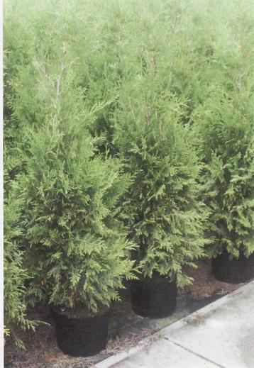 Haagconiferen Thuja Brabant coniferen 80/100 tot 180cm beschikbaar voor biedingen