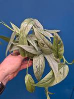 Epipremnum pinnatum Cebu Blue p12, Huis en Inrichting, Kamerplanten, Ophalen of Verzenden, Minder dan 100 cm