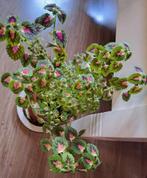 Coleus siernetel 40 cm hoog🌿tuin/kamerplant OPHALEN, Huis en Inrichting, Kamerplanten, Ophalen, Overige soorten, Minder dan 100 cm