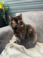 Poes Europese korthaar, Dieren en Toebehoren, Katten en Kittens | Overige Katten, Poes