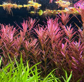 Rotala singapore variety - zeldzame aquarium plant beschikbaar voor biedingen