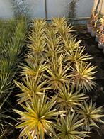 Yucca gloriosa Citrus Twist - 5L Pot, Tuin en Terras, Volle zon, Vaste plant, Zomer, Ophalen