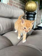 De allerleukste kittens, Poes, Kortharig, 0 tot 2 jaar