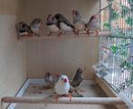 Zebravinken koppels, Dieren en Toebehoren, Vogels | Overige Vogels, Meerdere dieren, Tropenvogel, Geringd