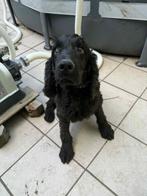 Super lieve Engelse Cockerspaniël zoekt een huisje, Reu, CDV (hondenziekte), Eén hond, Spaniël