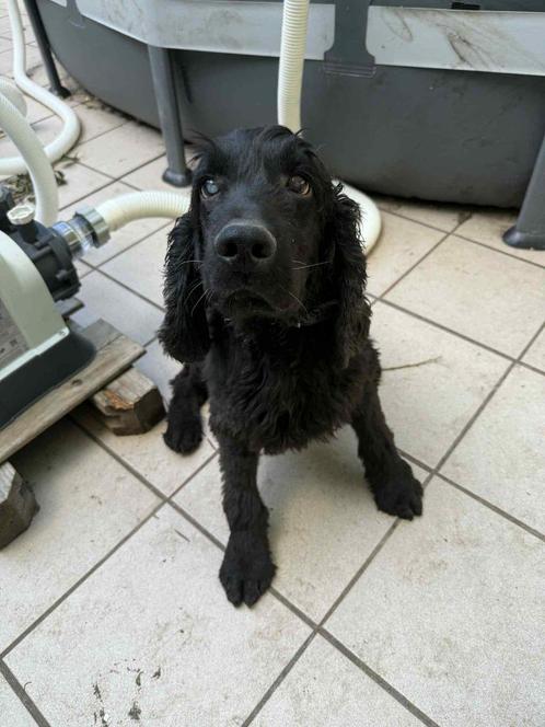 Super lieve Engelse Cockerspaniël zoekt een huisje, Dieren en Toebehoren, Honden | Retrievers, Spaniëls en Waterhonden, Reu, Spaniël