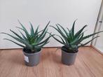 Aloe Arborescens - Aloë Vera / Vetplant H: 27 cm., Huis en Inrichting, Kamerplanten, Ophalen, Vetplant, Halfschaduw, Minder dan 100 cm