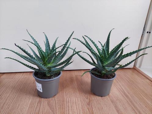 Aloe Arborescens - Aloë Vera / Vetplant H: 27 cm., Huis en Inrichting, Kamerplanten, Vetplant, Minder dan 100 cm, Groene kamerplant