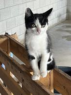 Mooi en lieve boerderijkittens te koop, Dieren en Toebehoren, Katten en Kittens | Overige Katten, Poes, Kortharig, 0 tot 2 jaar