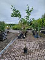 Sierkers op stam, prunus, Tuin en Terras, Ophalen, Zomer, Volle zon
