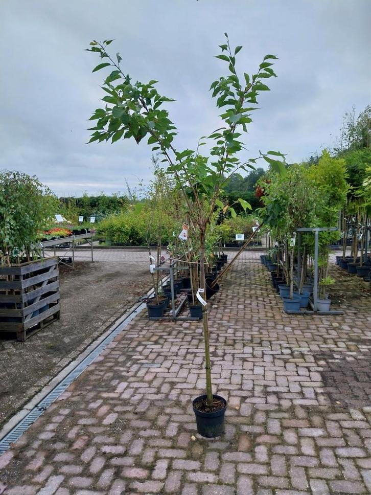 Sierkers op stam, prunus, Tuin en Terras, Planten | Bomen, Volle zon, Zomer, Ophalen