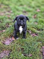 Unieke kruising pups te koop, Parvo, België, 8 tot 15 weken, Meerdere