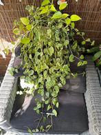 Peperomia scandens, Overige soorten, In pot, Minder dan 100 cm, Halfschaduw