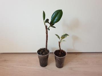 Ficus tineke en ficus met donkere blaadjes, kamerplantjes beschikbaar voor biedingen