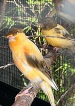 Mooie jonge harlekijn kanarie mannetjes 2025, Dieren en Toebehoren, Vogels | Kanaries, Mannelijk, Kleurkanarie