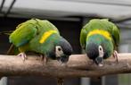 1-1 geelnek ara, Dieren en Toebehoren, Vogels | Parkieten en Papegaaien, Meerdere dieren, Papegaai, Geringd