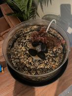 Platy’s GRATIS, Dieren en Toebehoren, Vis