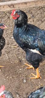 3 dubbelgezoomde zilveren barnevelder hanen, Dieren en Toebehoren, Pluimvee, Mannelijk, Kip