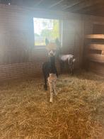 Alpaca, Dieren en Toebehoren, Overige Dieren, Maart, Mannelijk