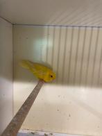 Te koop Catharina parkieten, Dieren en Toebehoren, Meerdere dieren, Geringd