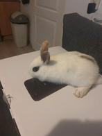 Lief klein konijntje ( vrouwtje ), Dieren en Toebehoren, Konijnen, Vrouwelijk, Klein, 0 tot 2 jaar