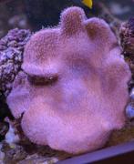 Leder koraal op steen, Dieren en Toebehoren, Vissen | Aquariumvissen, Overige typen