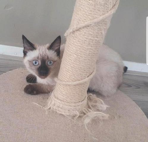 Siamees kitten katertje, Dieren en Toebehoren, Katten en Kittens | Raskatten | Korthaar, Kater, 0 tot 2 jaar, Ontwormd, Ingeënt