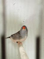 Mooi groot koppel zebravinken, Meerdere dieren, Tropenvogel
