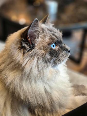 Bomproof Ragdoll kater met stamboom – zoekt liefdevol huis beschikbaar voor biedingen