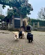 Prachtige Labrador pups te koop. Nog twee blonde reutjes., Dieren en Toebehoren, Honden | Retrievers, Spaniëls en Waterhonden