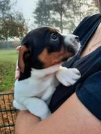 Laatste vrolijke driekleurige Boerenfox pup, Dieren en Toebehoren, Honden | Niet-rashonden, Reu, 8 tot 15 weken, Eén hond, Nederland