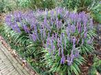 liriope-moneymaker, Tuin en Terras, Planten | Tuinplanten, Ophalen, Zomer, Vaste plant, Volle zon