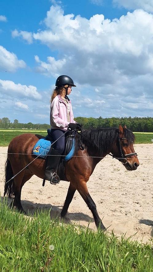 Gezocht een lease paard, Dieren en Toebehoren, Paarden en Pony's | Verzorgingsproducten, Ophalen of Verzenden