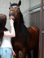 Verzorger aangeboden!!, Dieren en Toebehoren, Paarden en Pony's | Verzorgingsproducten, Ophalen of Verzenden