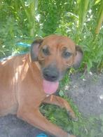 rhodesian ridgeback teef, Dieren en Toebehoren, Overige rassen, Teef, Meerdere, 3 tot 5 jaar