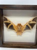 Vleermuis Kerivoula picta in lijst 25 x 25 cm, Verzamelen, Ophalen of Verzenden, Nieuw, Insect, Opgezet dier