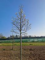 bomen en struiken, Ophalen of Verzenden, Overige soorten