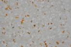 Terrazzo tegels 40x40cm granito vloertegels badkamer, Doe-het-zelf en Verbouw, 40 tot 60 cm, Nieuw, Ophalen of Verzenden, Minder dan 5 m²