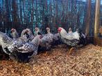 Grote Wyandotte | Rustige kippen, deskundig advies!, Dieren en Toebehoren, Pluimvee, Kip, Meerdere dieren