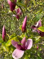 Magnolia tulpenboompje, Tuin en Terras, Ophalen of Verzenden, Overige soorten, Volle zon