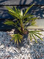 Najaars aanbieding Trachycarpus Fortunei, Ophalen of Verzenden, Vaste plant, Overige soorten, Volle zon