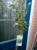 kruisbes red, Tuin en Terras, Ophalen, Overige soorten