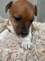 Jack russells puppy’s, Dieren en Toebehoren, Honden | Jack Russells en Terriërs, België, Particulier, Jack Russell Terriër, CDV (hondenziekte)